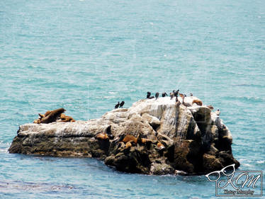 Wild life's Favorite Rock