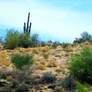 Saguaro Cactus 2009 - 1