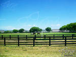 Green Horse Pastures - Arizona 2009
