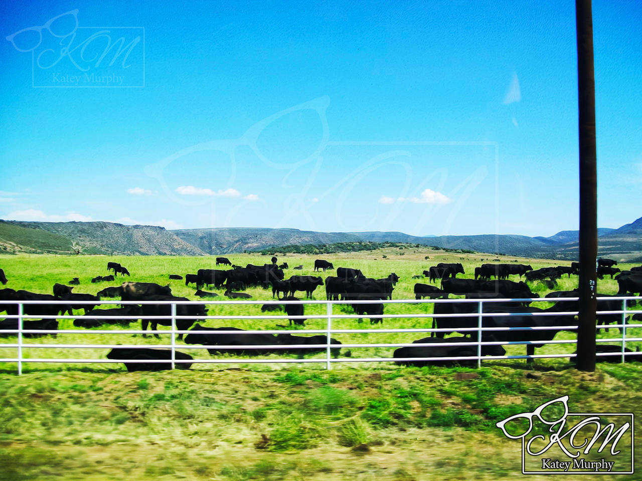 Arizona Cattle - Arizona 2009
