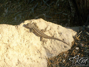 Western Fence Lizard - Arizona 2009