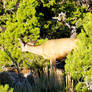 Mule Deer 2009 - 2