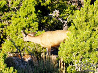 Mule Deer 2009 - 2