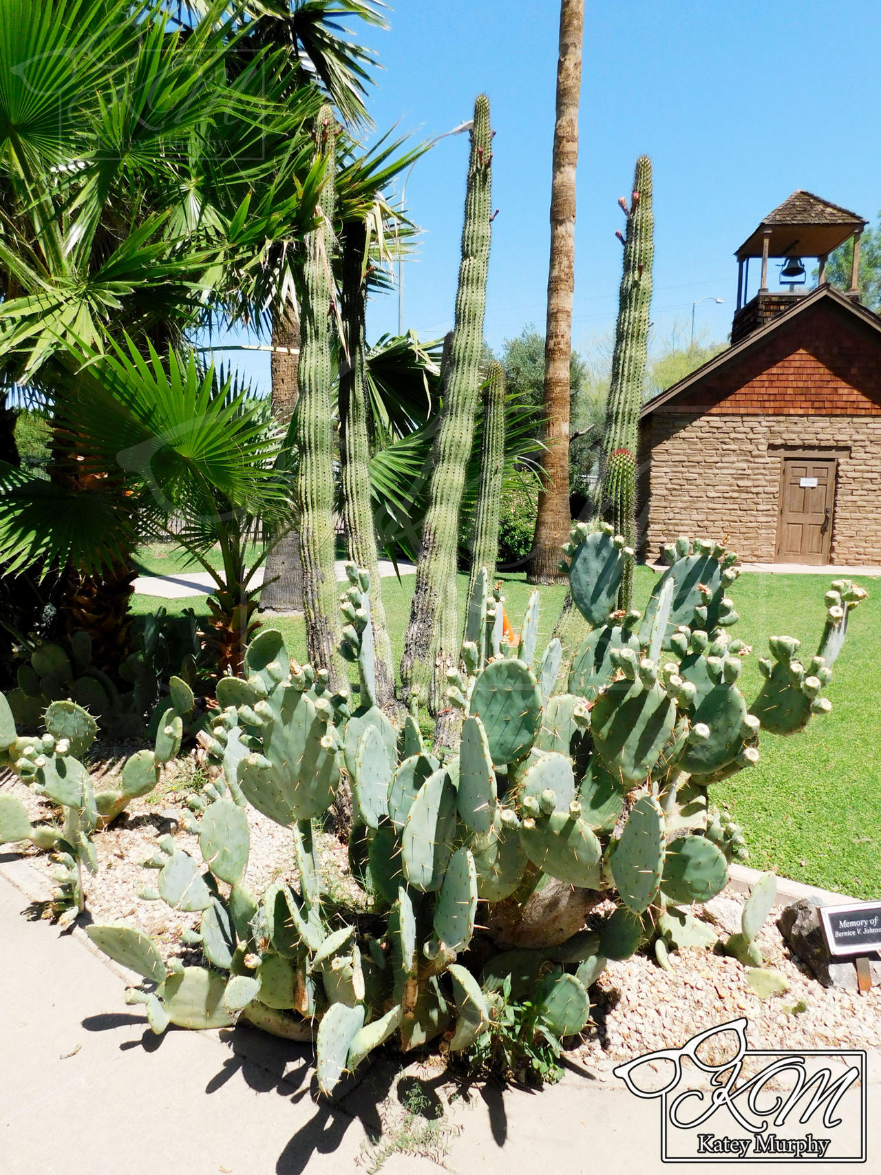 Cacti 2025