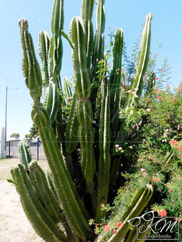 Pachycereus Schottii Cactus