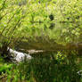 Murky Pond