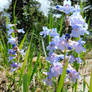 Front Range Beardtongue