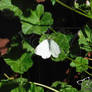 Common Butterfly