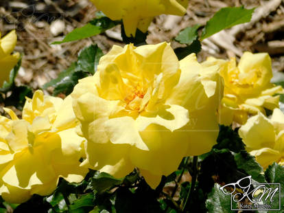 Yellow Roses