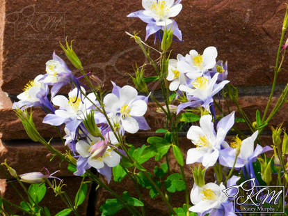 Columbine Flower