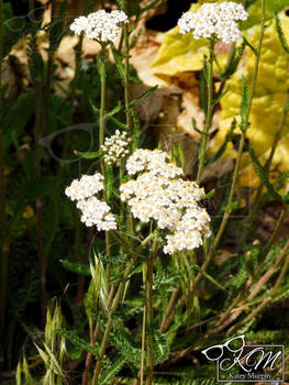 Yarrows Flower