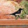 Black-Billied Magpie
