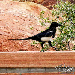 Black-Billied Magpie