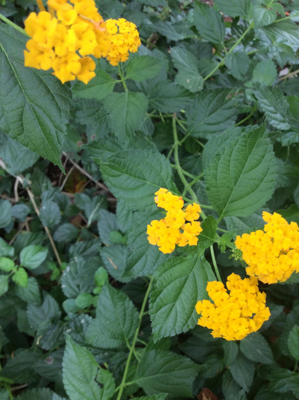 Yellow flowers again