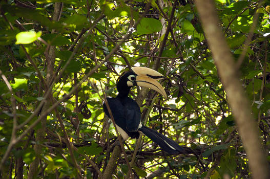 Hornbill