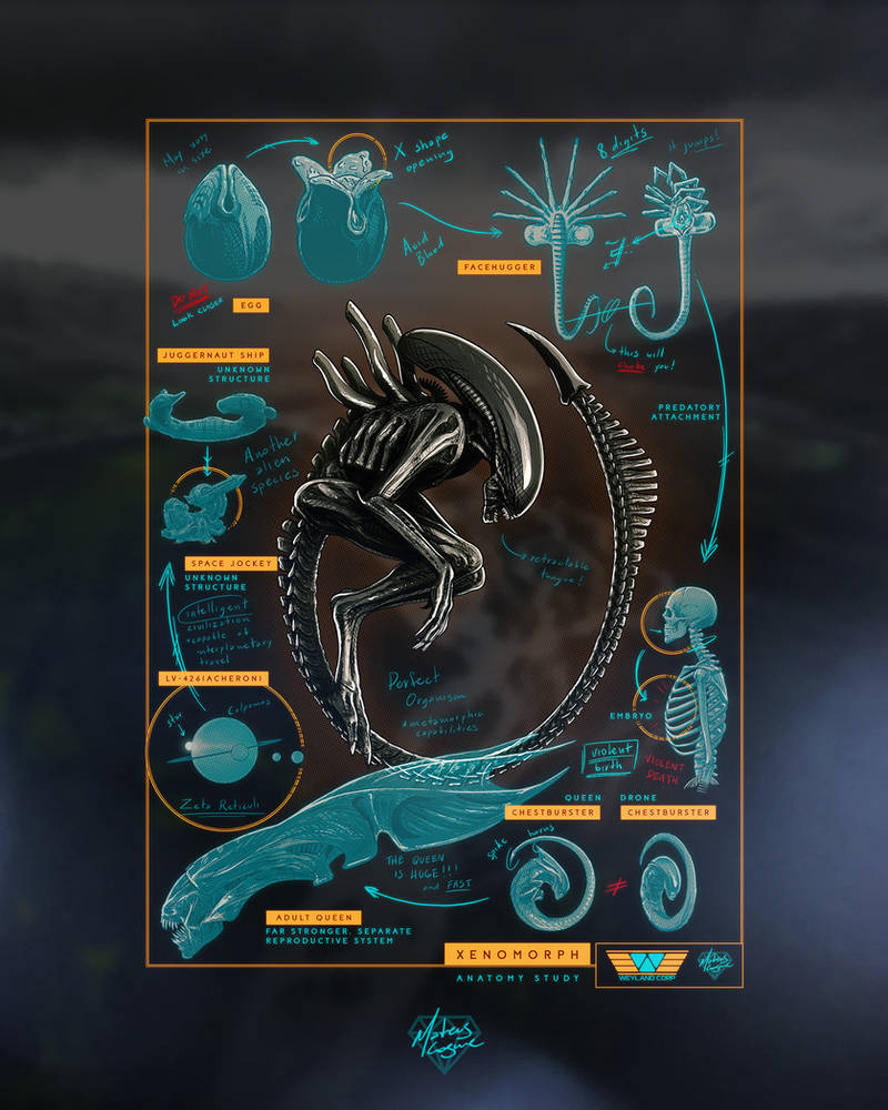 Python Xenomorph Xenomorph Study by MateusCosme on DeviantArt
