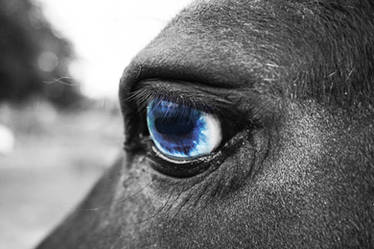 Blue Pony Eye