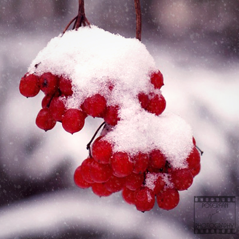 Day 34: Red Berries