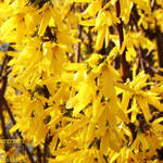 Day 103: Forsythia by poserfan-pholio