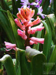 Day 106: Pink Hyacinth by poserfan-pholio
