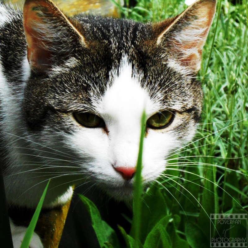 Day 172: The Great Hunter by poserfan-pholio