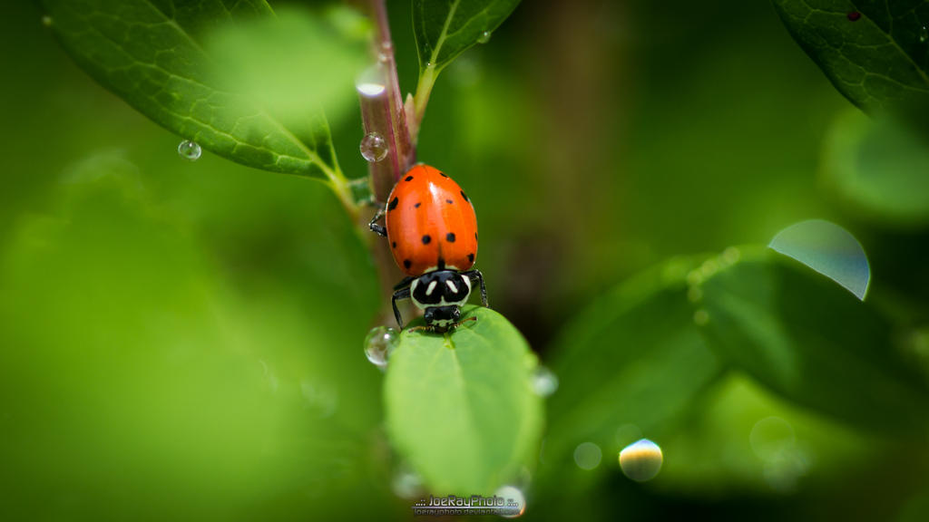 Ladybug