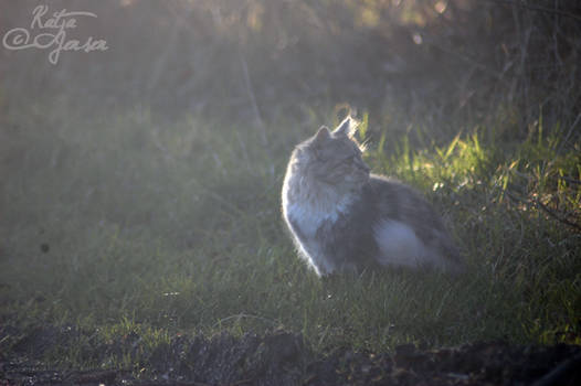 Bathed in sunlight