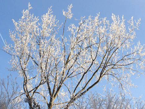 Frosted Tree