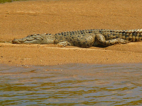 sun baking crocodile