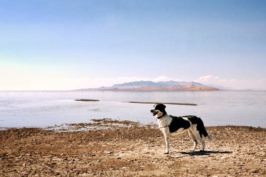 Bindi on the Great Salt Lake. 