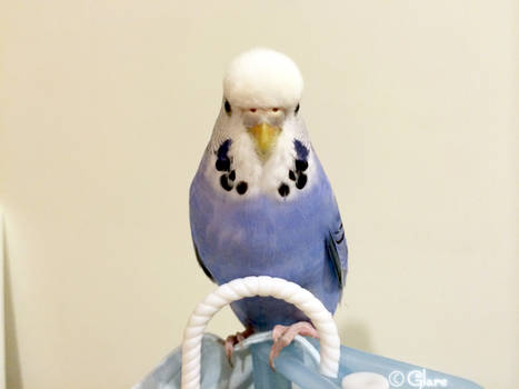 Budgerigar - Homura