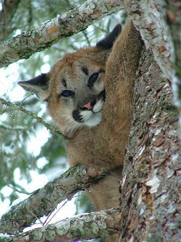 Mountain Lion Cub