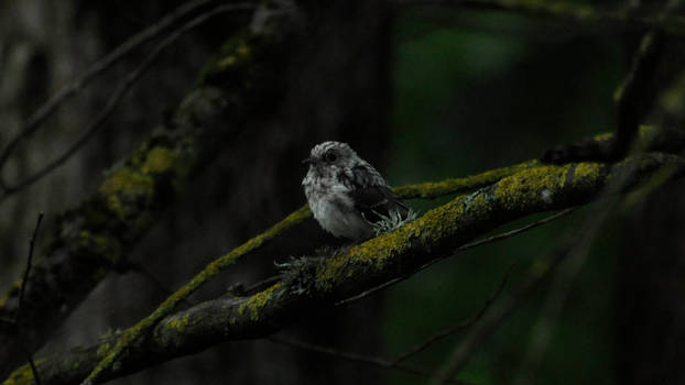 Spotted flycatcher