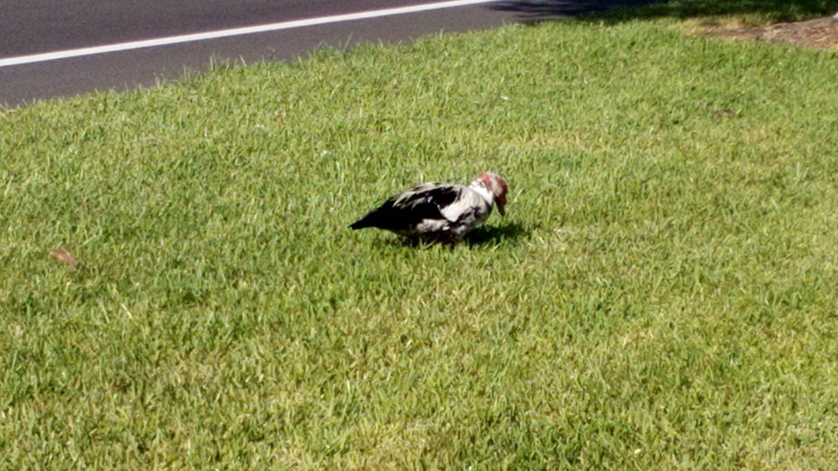 Domestic Muscovy duck Picture 4 by Pfebree18 on DeviantArt