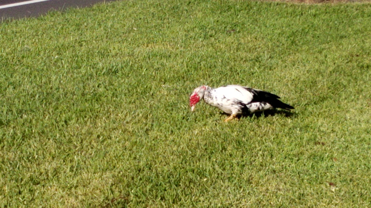 Domestic Muscovy duck Picture 7 by Pfebree18 on DeviantArt