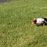 Domestic Muscovy duck Picture 9