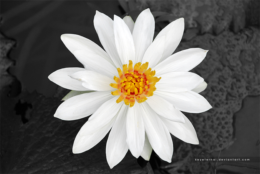 White Petals