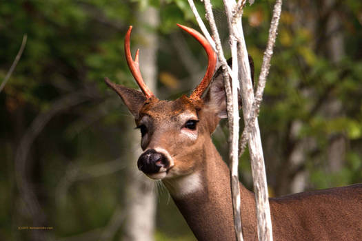 First year Buck