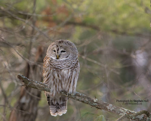 Bard Owl on the Contoocook River New Hampshire.