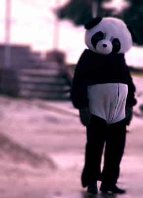 Panda Bear