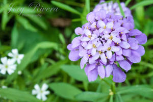 Purple Flowers