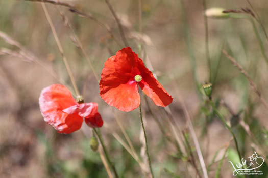 Red Poppy