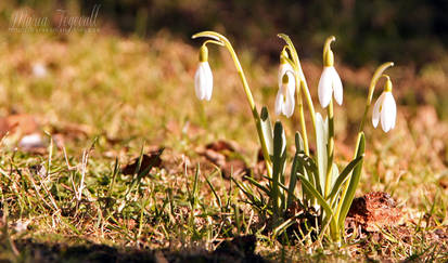 Snowdrops