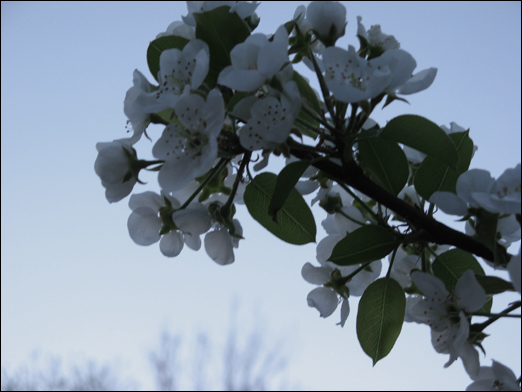 and a Pear Tree