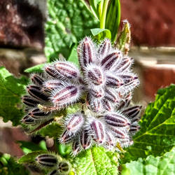 Borago Officinalis (part. II)