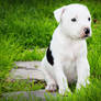 American Pit Bull Terrier Puppy