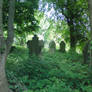 overgrown graveyard