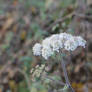 winter hedgerow