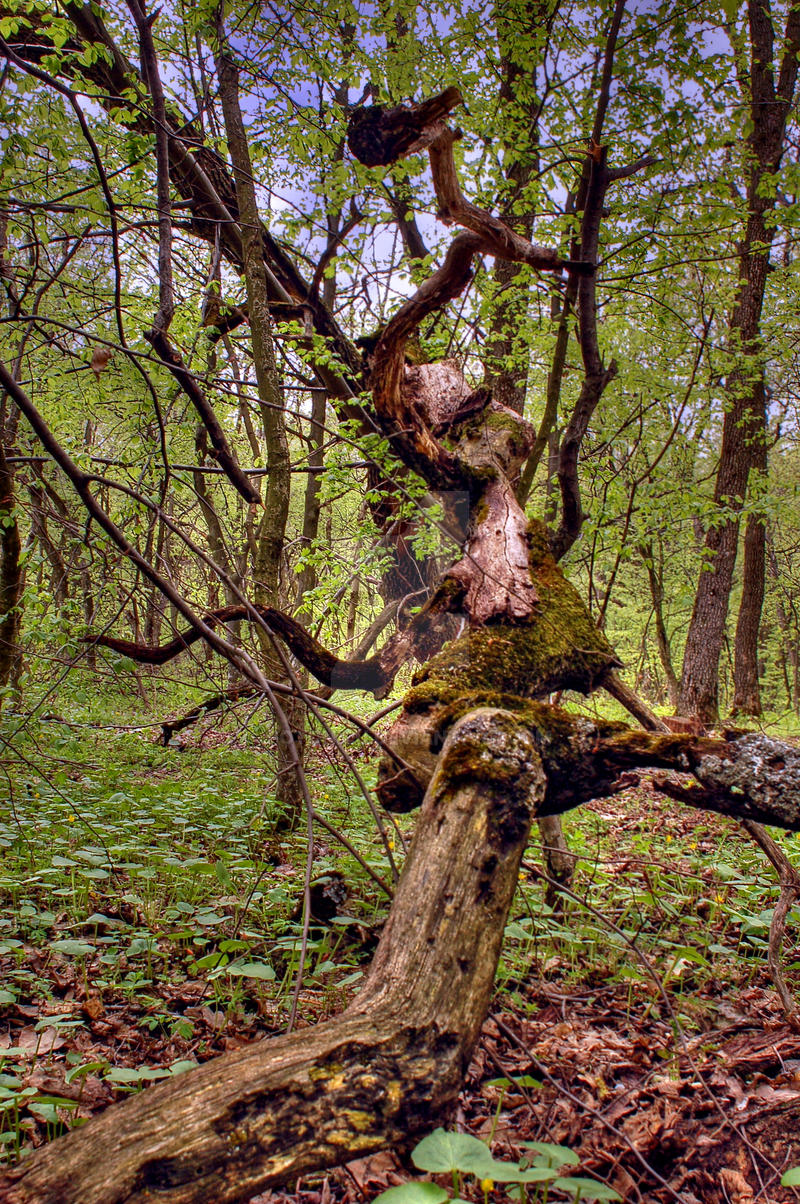 ent tree by fotonicu on DeviantArt