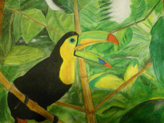 Toucan